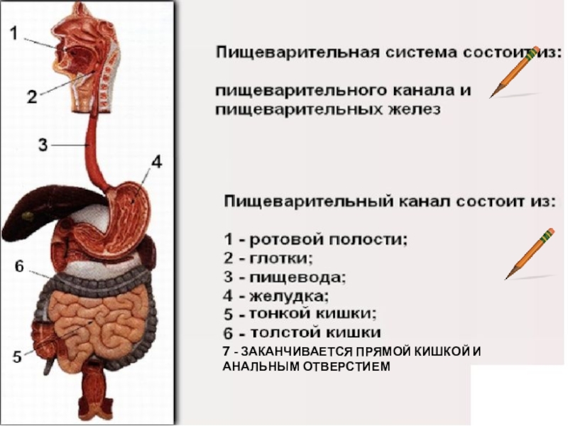 Презентация органы пищеварения 8 класс биология