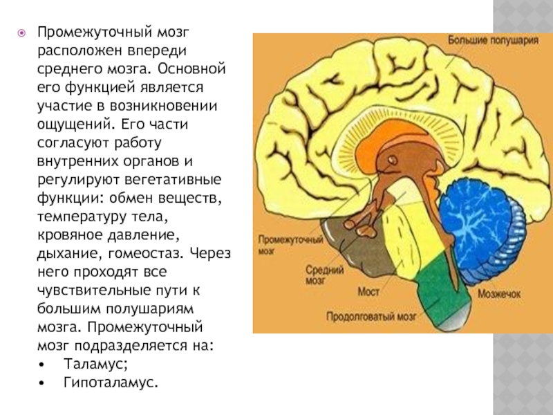 Презентация по биологии 8 класс особенности высшей нервной деятельности познавательные процессы