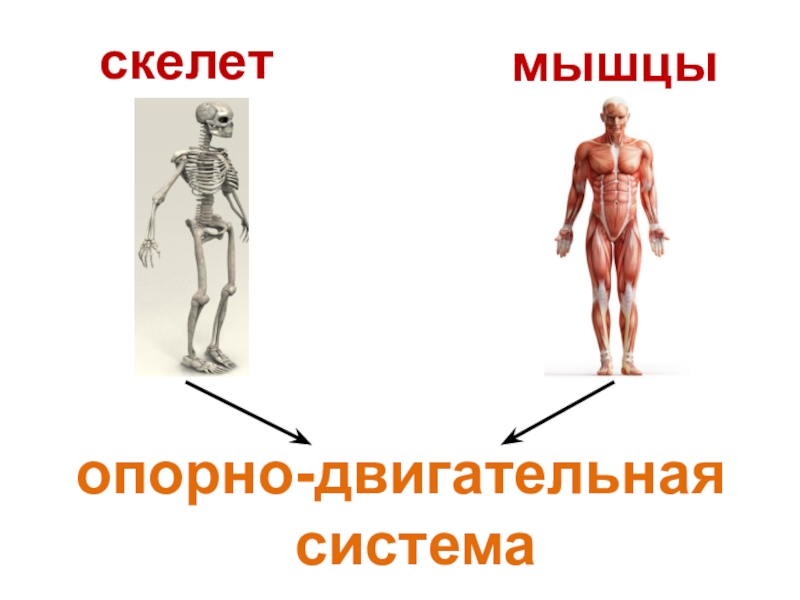 Картинки опорно двигательная система картинки