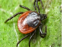 Презентация. Клещи Хабаровского края