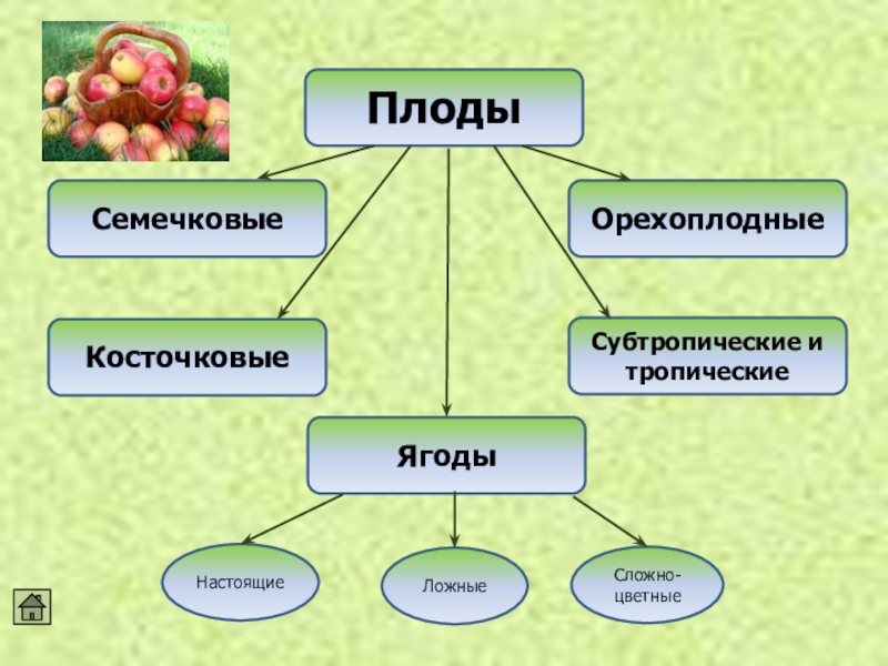 Основные группы плодов. Схема классификации косточковых плодов. Классификация плодов и ягод. Классификация плодов и ягод схема. Схема классификации овощей.