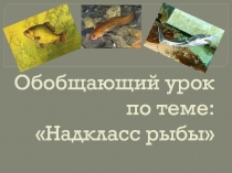 Обобщающий урок по теме Надкласс Рыбы