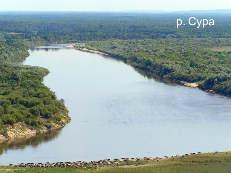 Протяженность реки сура. Река Сура в Пензенской области. Река Сура Нижегородская область. Река Сура в Чувашии. Река Сура Марий Эл.