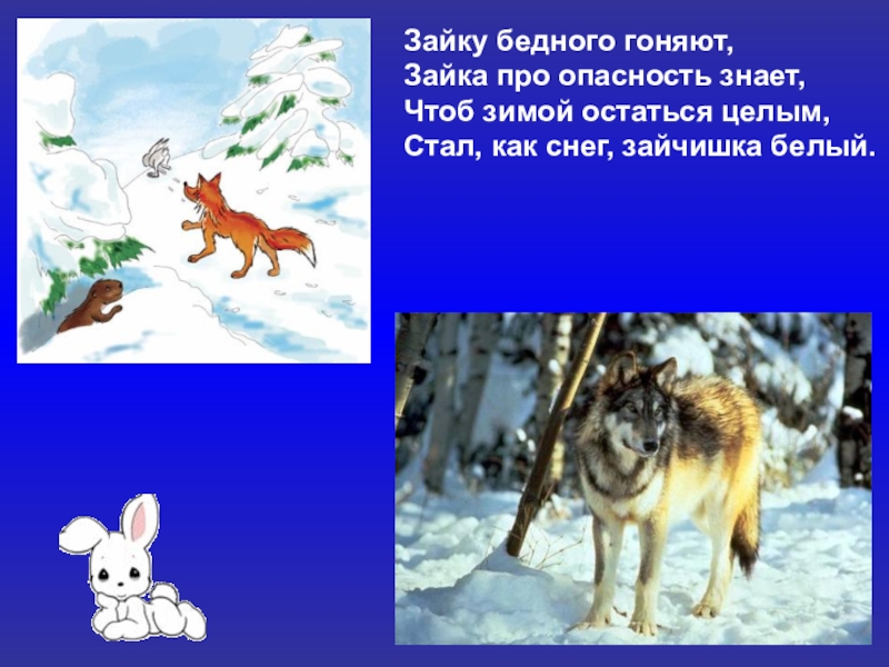 Зайку бедного гоняют,Зайка про опасность знает,Чтоб зимой остаться целым,Стал, как снег, зайчишка белый.