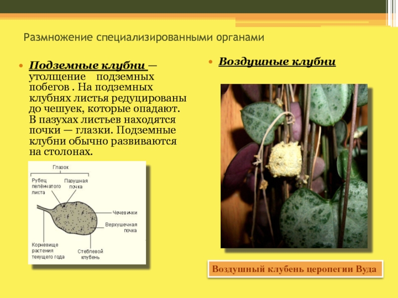 Презентация на тему вегетативное размножение растений 6 класс биология