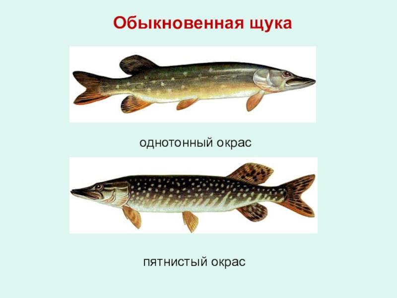 На рисунке изображена щука и окунь длина окуня 20 сантиметров какова примерная длина щуки