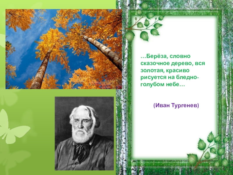 березы словно. береза словно сказочное дерево. березы словно. самарская березовая роща. березовая роща тюмень.
