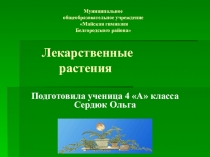 Презентация по окружающему миру Лекарственные растения