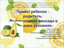 Проект ребенок - родитель Выращивание авокадо в домашних условиях