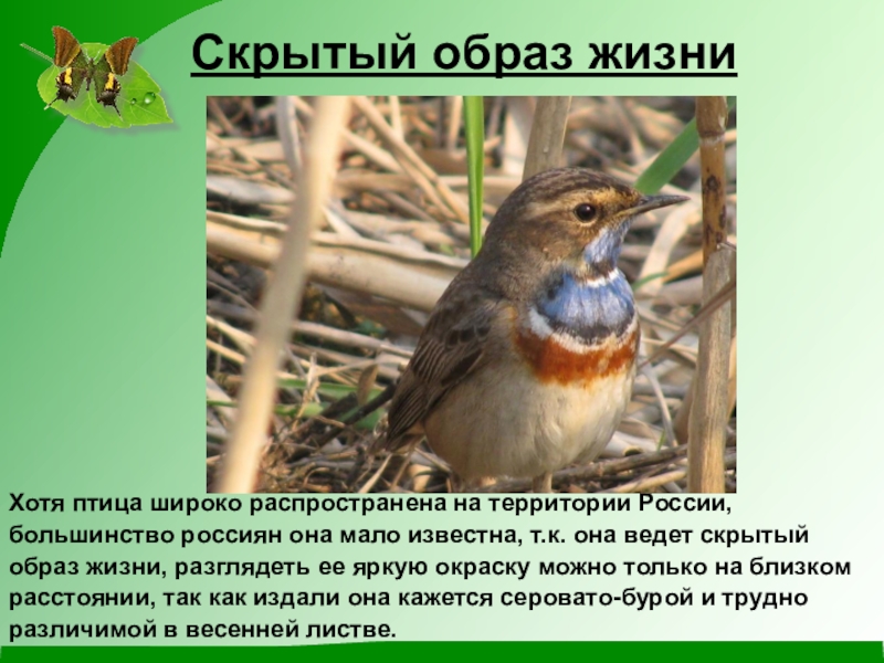 Варакушка птица фото и описание характеристика
