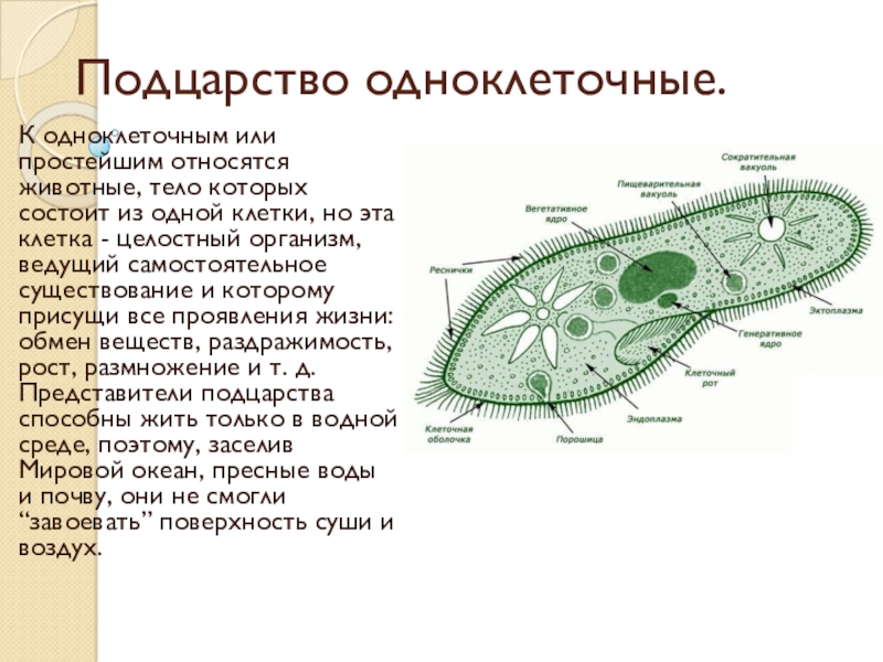 Какие организмы показаны на рисунке одноклеточные или многоклеточные