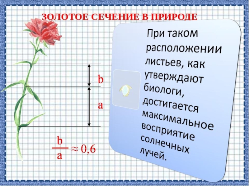 Золотое сечение готовая презентация