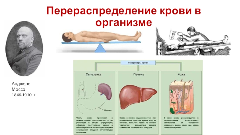 Перераспределение крови в организмеАнджело Моссо1846-1910 гг.