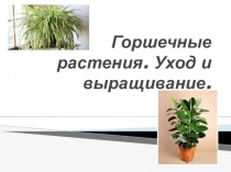 Презентация для урока производственного обучения на тему Горшечные растения. Уход и выращивание