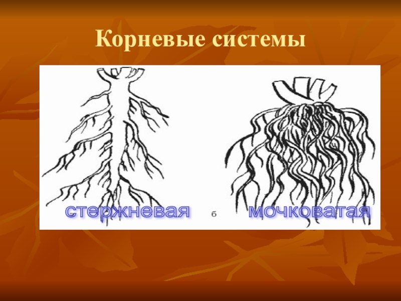 Какая корневая система. Мочковатая система корня. Мочковатая корневая система. Мочковатый Тип корневой системы. Мочковатая система корня у ячмень.