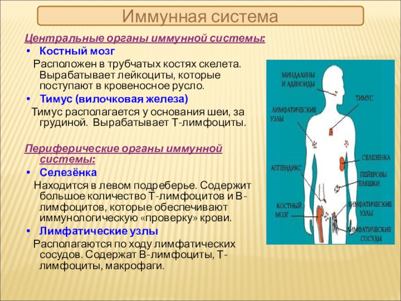 Органы иммунной системы фото