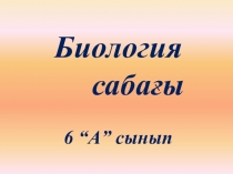 Тамыр бөлімдері - презентация