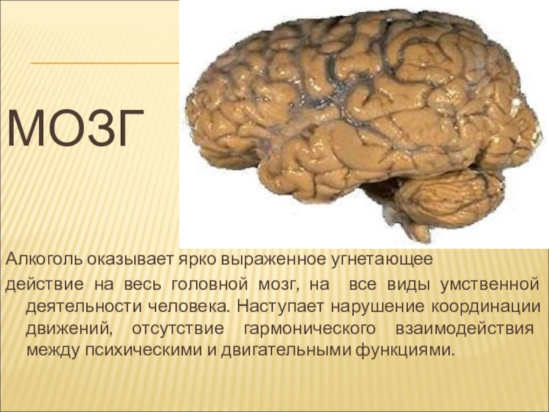 12 мозгов. Алкоголь и головной мозг. Угнетают мозговую деятельность. Отсутствие мозгов по биологии.