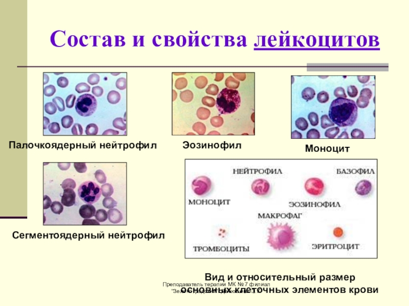 Лейкоциты нейтрофилы эозинофилы. Палочкоядерный нейтрофил сегментоядерный нейтрофил. Состав лейкоцитов. Кровь анатомия лейкоциты. Состав и свойства лейкоцитов.