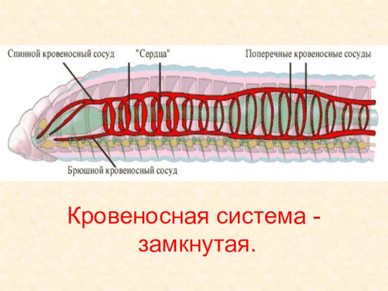 Дыхание кольчатых червей