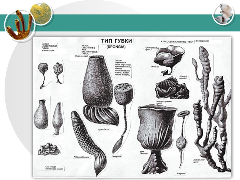 Название губок. Виды губок. Многообразие губок. Тип губки представители. Известковые губки примеры.