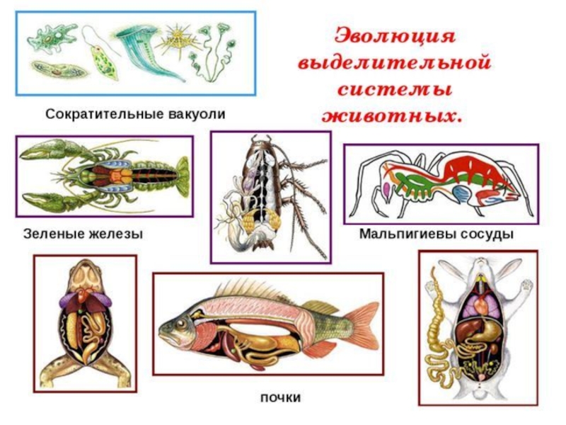 Схема выделительной системы животных