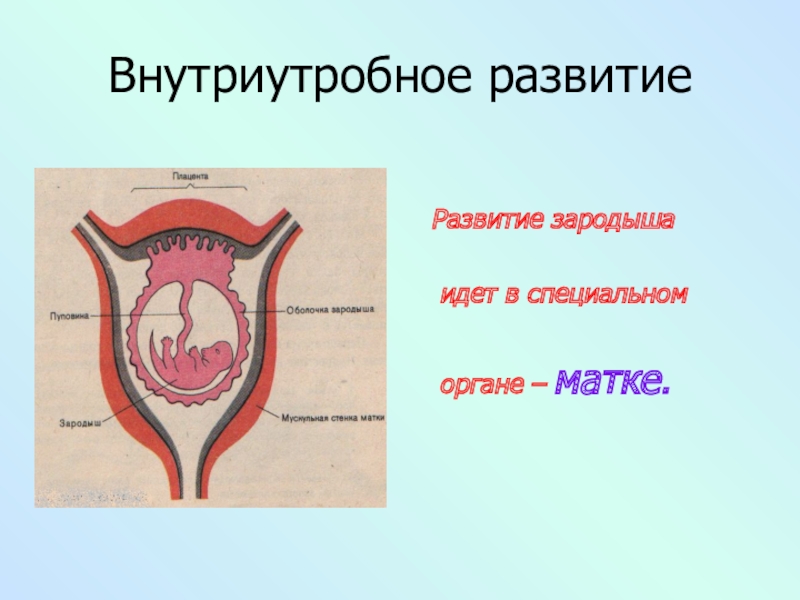 Оплодотворение и развитие зародыша человека презентация 8 класс