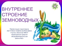 Презентация по биологии на тему Внутреннее строение земноводных