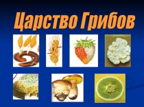 Царство Грибов