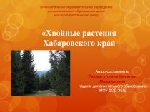 Презентация по окружающему миру Хвойные растения Хабаровского края