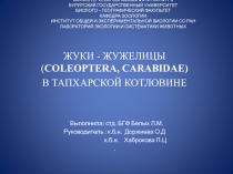Презентация INSECTA