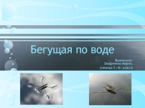 Презентация по биологии Почему не тонет водомерка?
