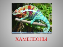 Хамелион (7 класс)