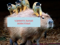 Презентация по окружающему миру Удивительные животные