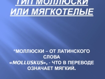 Презентация : Брюхоногие моллюски