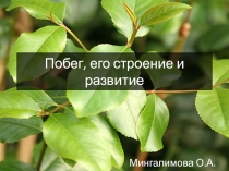 Презентация по биологии на тему Побег, его строение и развитие