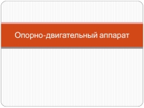 Презентация по биологии на тему Скелет человека (8 класс)