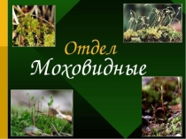 Многообразие и значение мхов