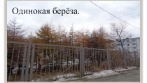 Какие деревья рядом растут?