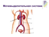 Презентация к уроку Строение кожи