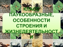Презентация: Класс паукообразные. Особенности строения и жизнедеятельности.
