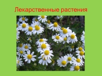 Презентация к уроку природоведения в 5 классе на тему Лекарственные растения
