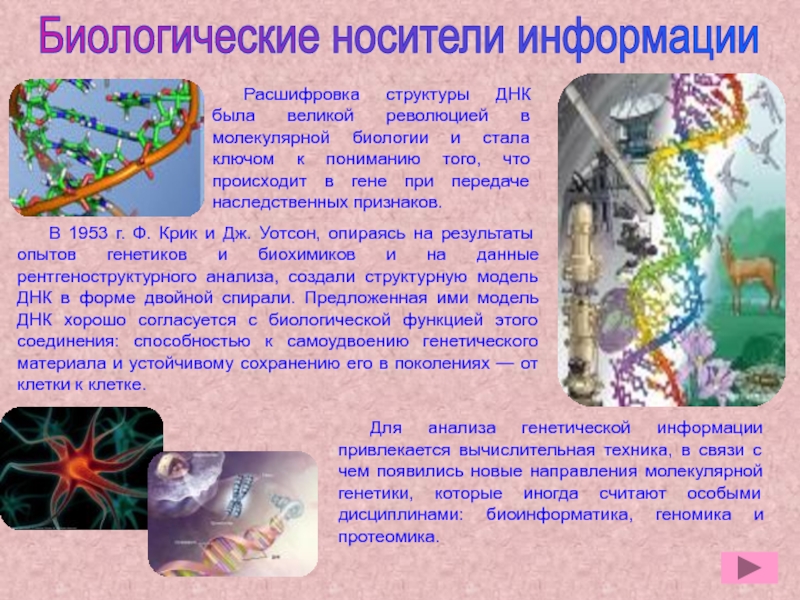 Презентация по дисциплине Информационные технологии в профессиональной деятельности Биологические носители информацииВ 1953 г. Ф. Крик и Дж. Уотсон, опираясь Биологические носители информацииВ 1953 г. Ф. Крик и Дж. Уотсон, опираясь на результаты опытов генетиков и биохимиков