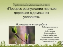 Проект Проект процесс распускания листьев деревьев в домашних условиях