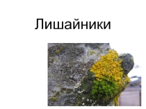 Презентация по биологии 5 класса на тему Лишайники