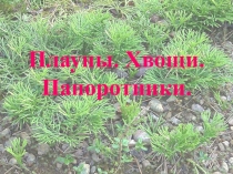 Презентация по биологии на тему Плауны. Хвощи. Папоротники
