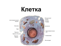 Презентация  Животная Клетка
