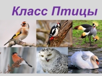Презентация по биологии на тему Класс Птицы