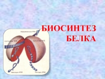Презентация по биологии на тему: Биосинтез белка (9-10 класс)