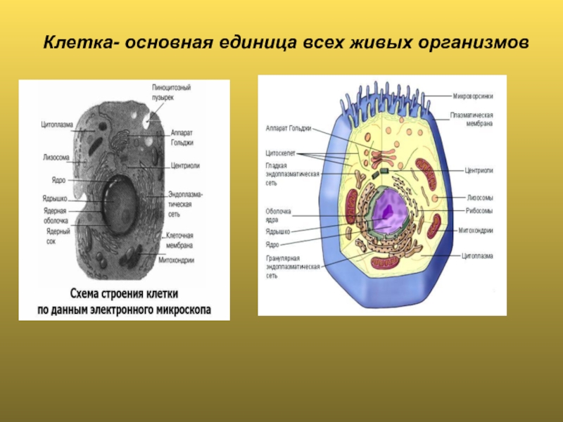 Развитие знаний о клеточном строении Клетка- основная единица всех живых организмов Клетка- основная единица всех живых организмов
